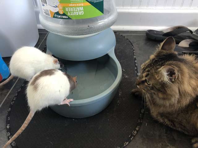 Illustration de l'article : Chaque soir, ce chat s'échappe pour aller avec ses meilleurs amis, les rats ! 